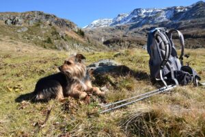 Read more about the article 10 Tips for Backpacking With a Dog